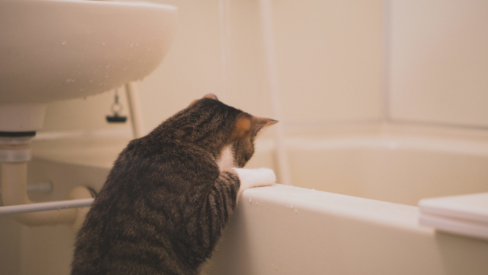 浴槽を覗く猫